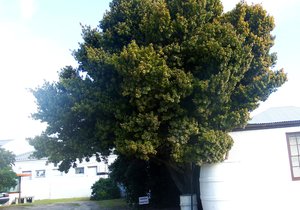 Enna se Geelhoutboom